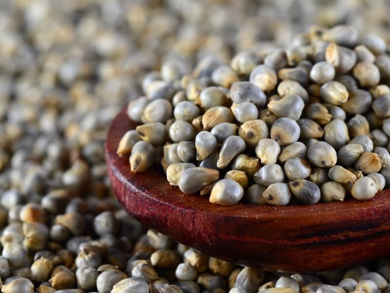 High quality pearl millet